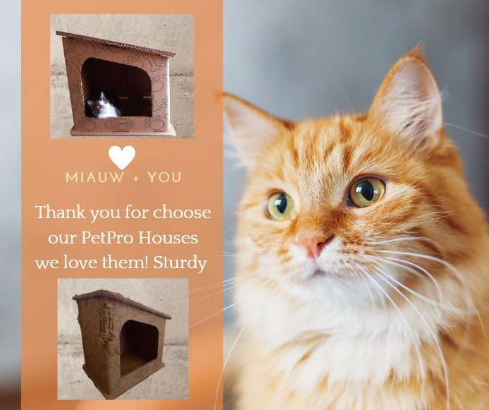 🐾 Why Our Corrugated Cardboard Cat Houses Stand the Test of Time 🐾