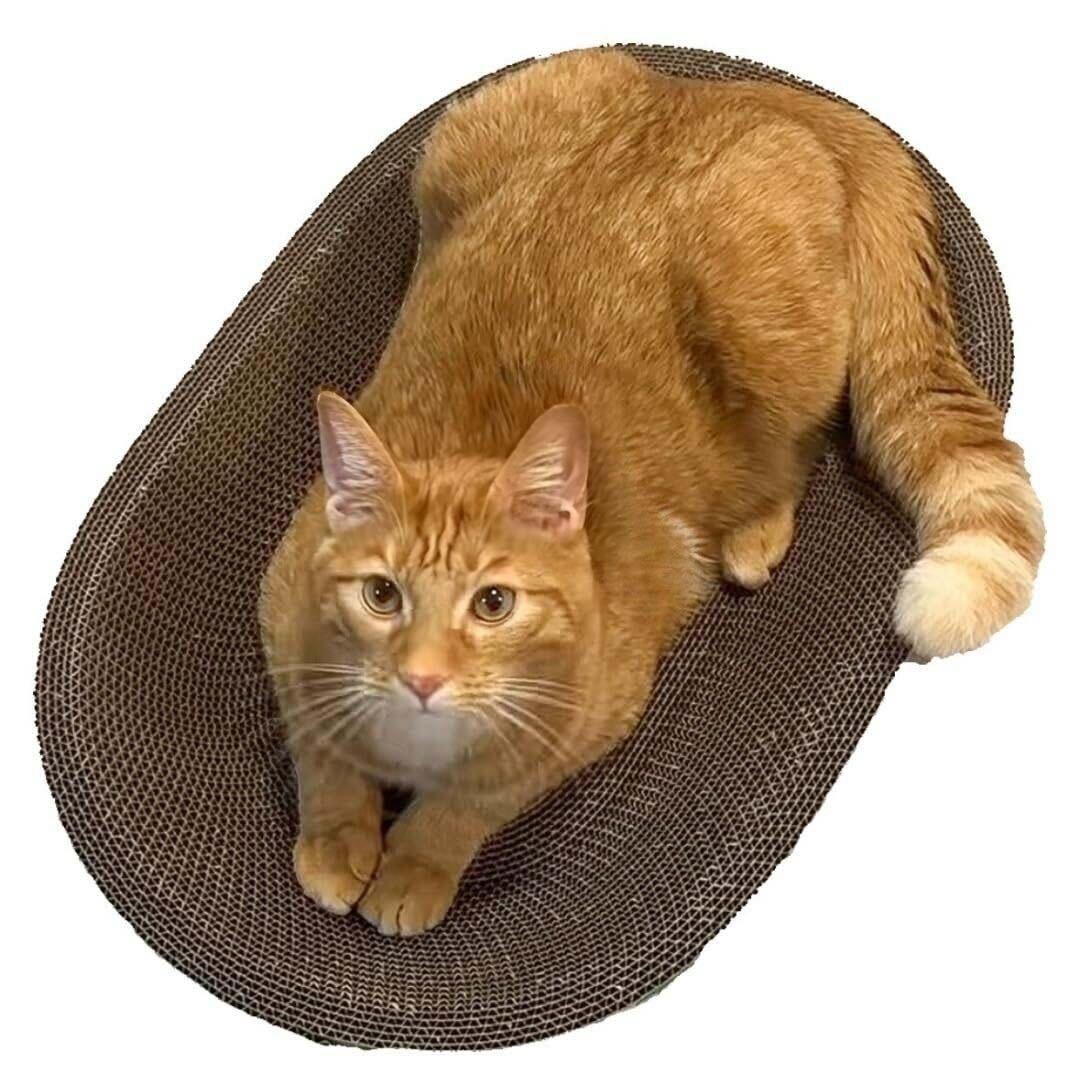 Oval Cat Scratcher – Sturdy, Natural Cardboard, Safe for Claws, Protects Furniture,Supports Active Play and Long naps.