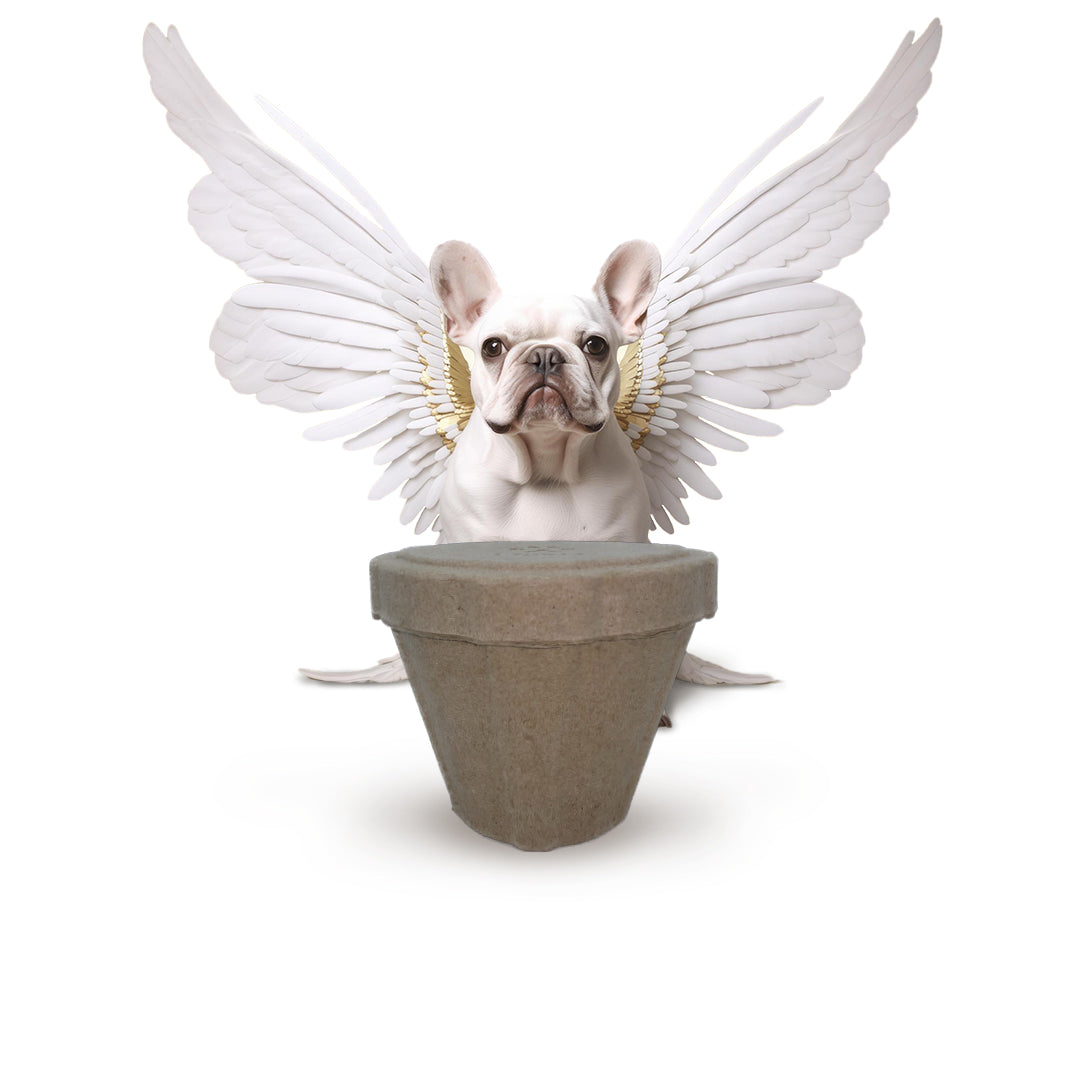 PetPro B Remembered - Plantable Pet Urn