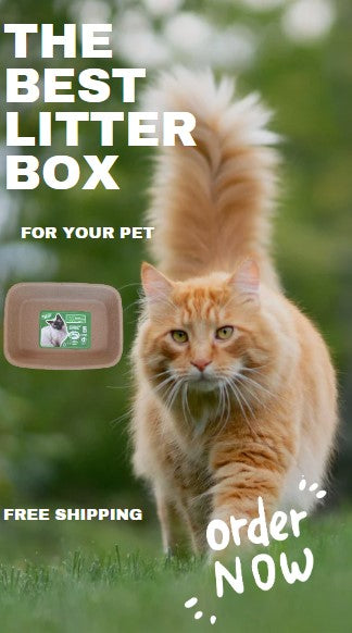 PetPro B-Neat Cardboard Kitty Litter Box - Innovative Cat Litter Solution